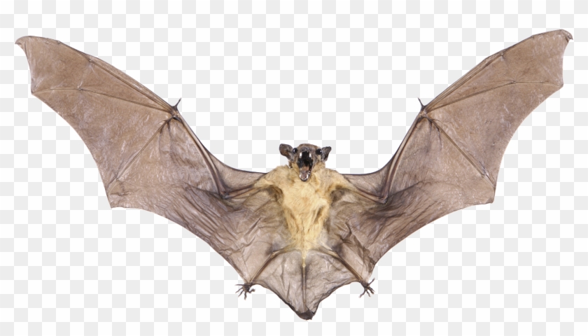 Detail Bats Png Nomer 32