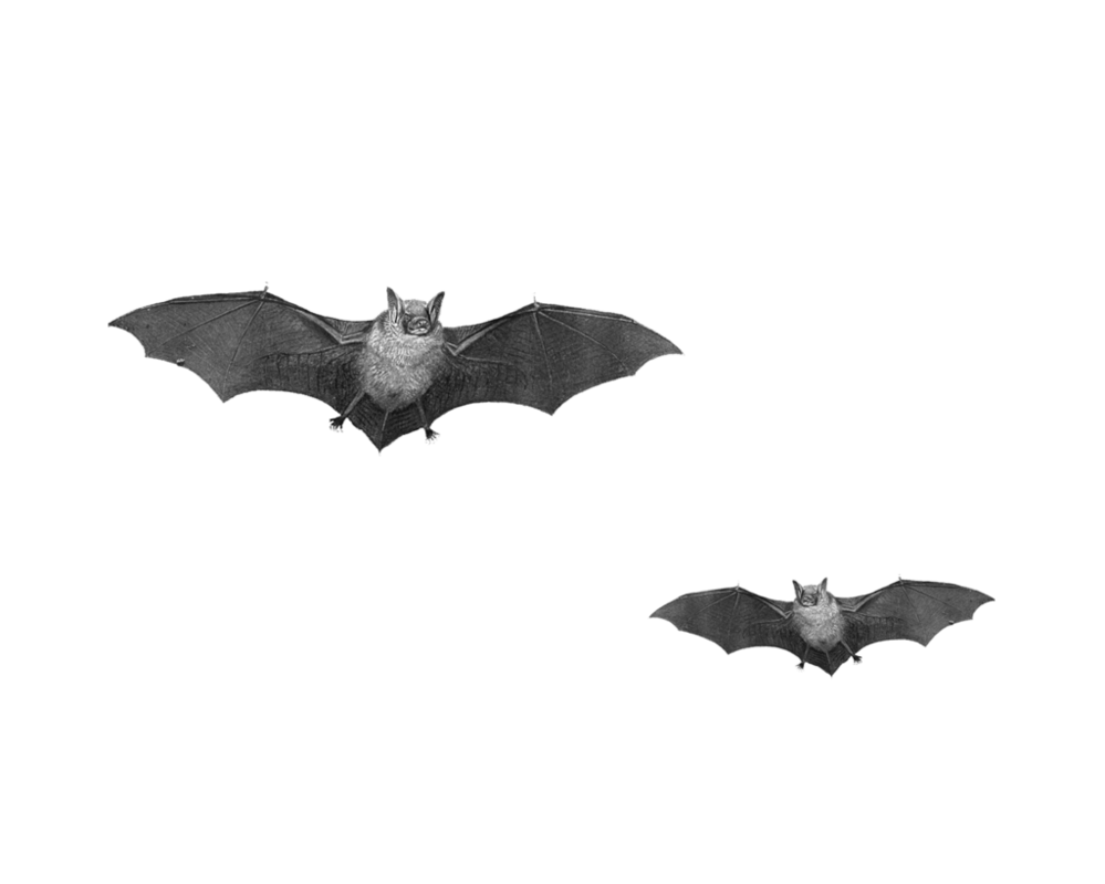 Detail Bats Png Nomer 41