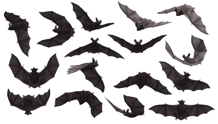 Detail Bats Png Nomer 50