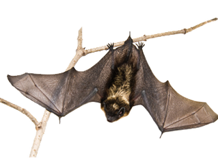 Detail Bats Png Nomer 55