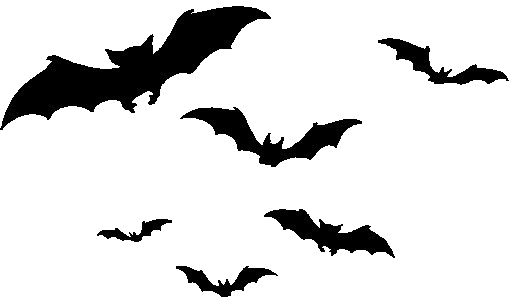 Bats Transparent - KibrisPDR