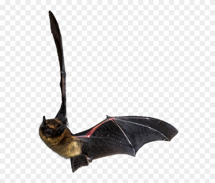 Detail Bats Transparent Nomer 53