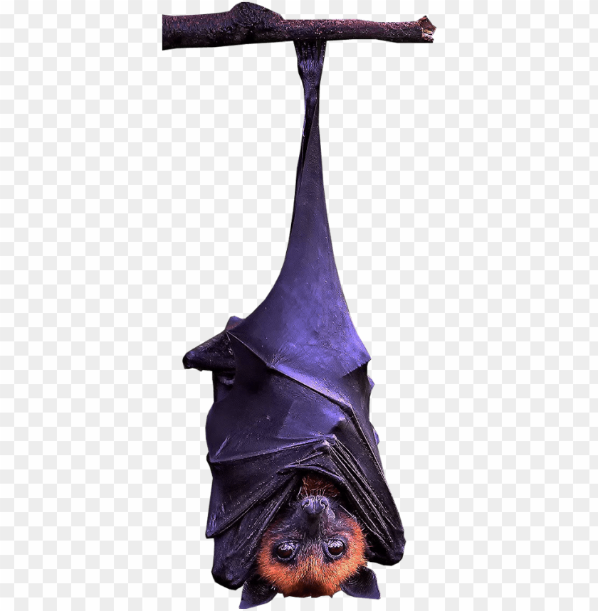 Detail Bats Transparent Background Nomer 51