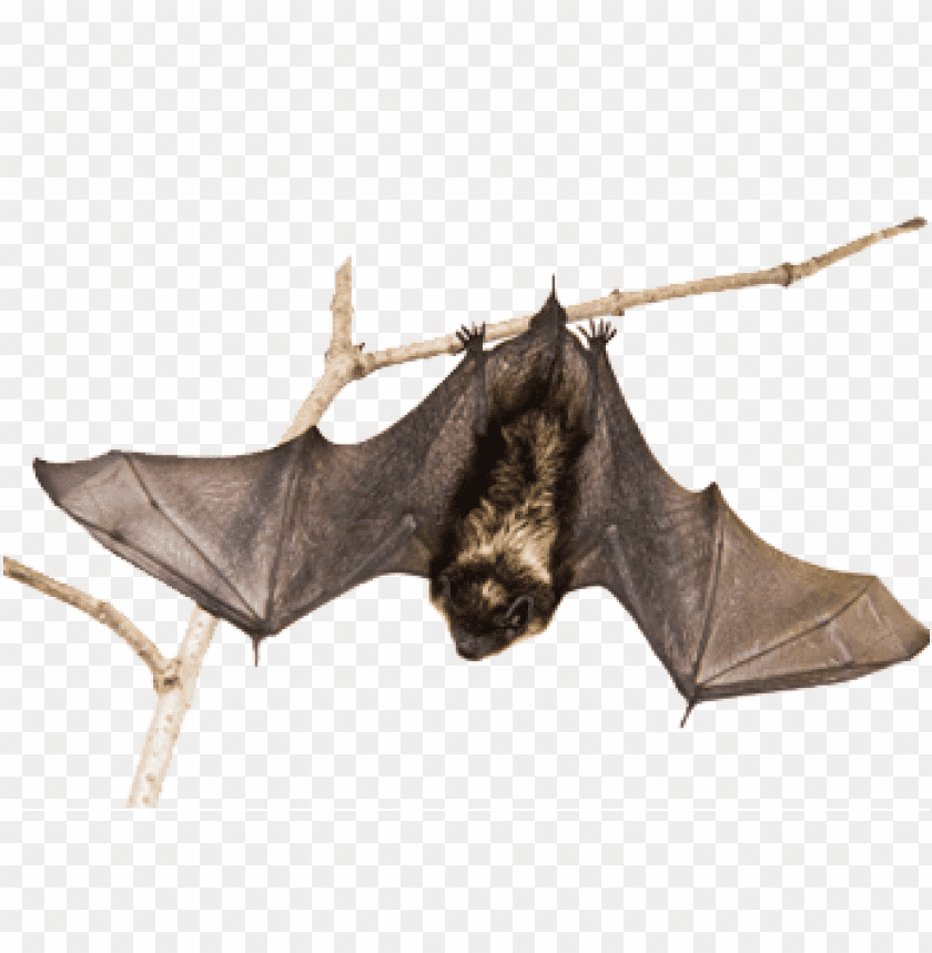 Detail Bats Transparent Background Nomer 54