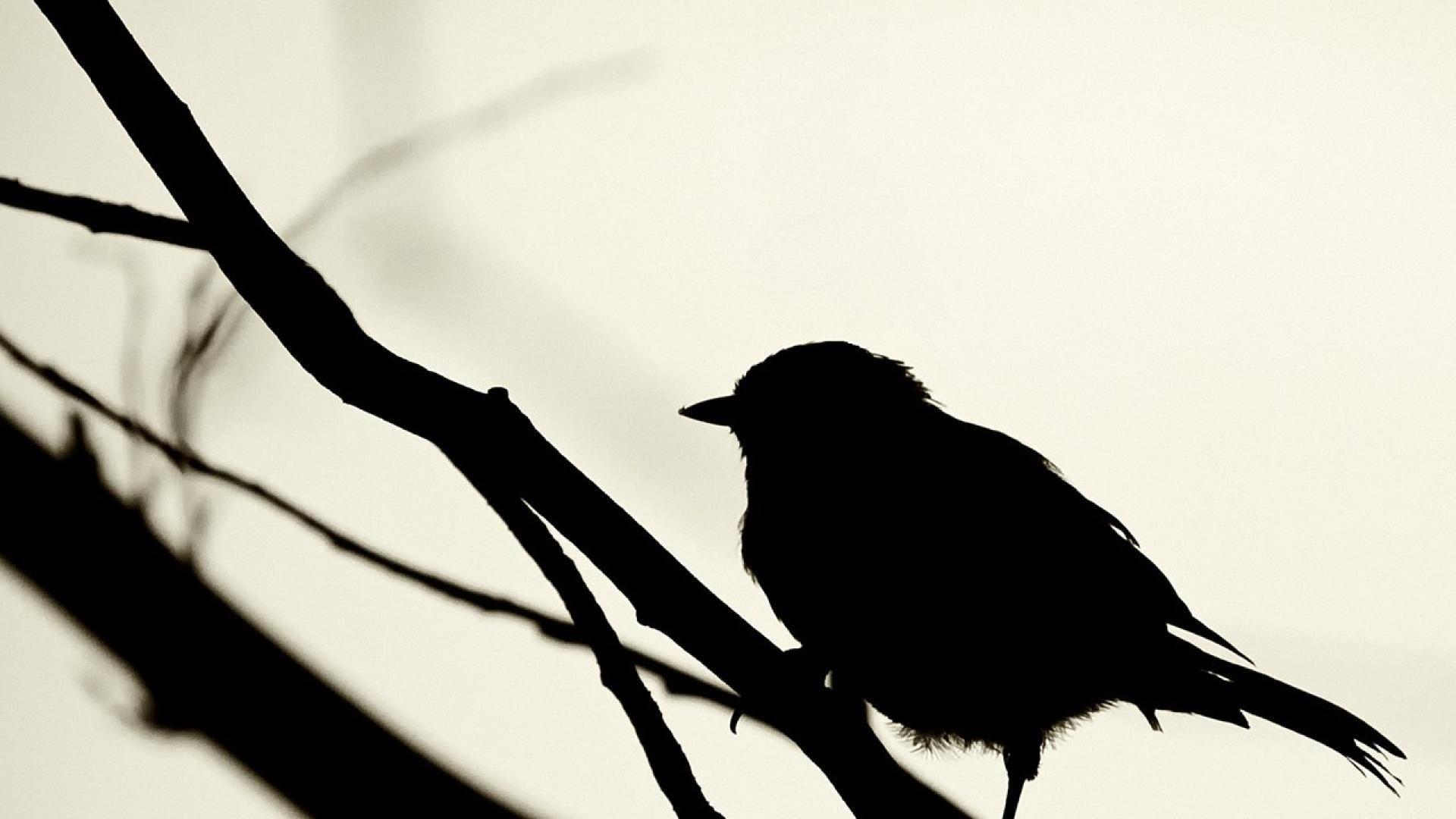 Detail Bird Wallpaper Iphone Nomer 4