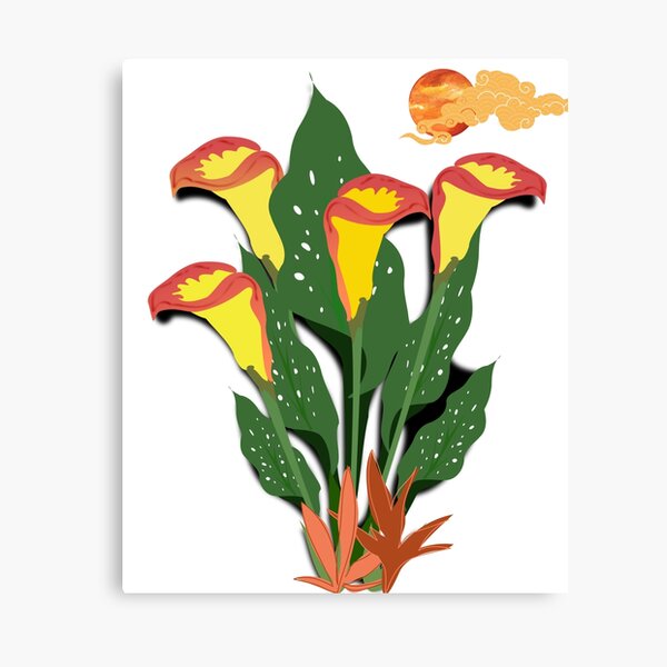 Detail Calla Topfpflanze Nomer 13