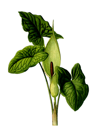 Detail Calla Topfpflanze Nomer 23