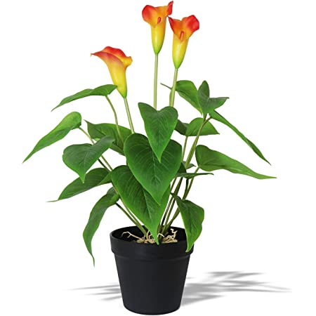 Detail Calla Topfpflanze Nomer 7