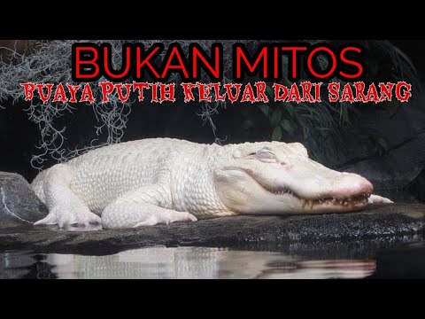 Download Foto Foto Buaya Nomer 35