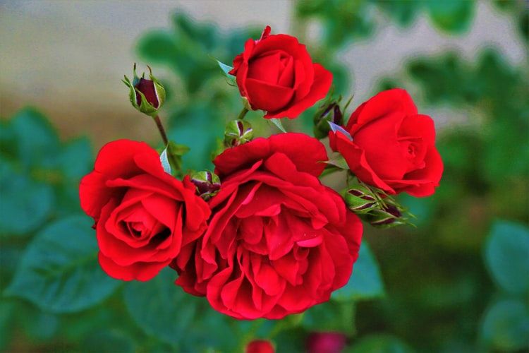 Detail Foto Foto Bunga Mawar Merah Nomer 12