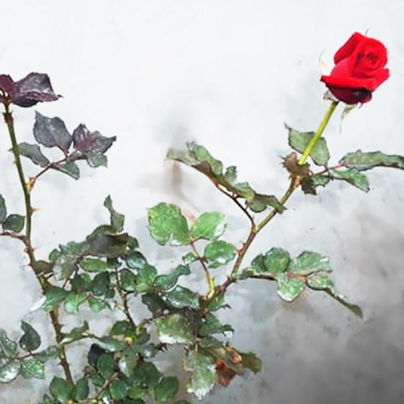 Detail Foto Foto Bunga Mawar Merah Nomer 37