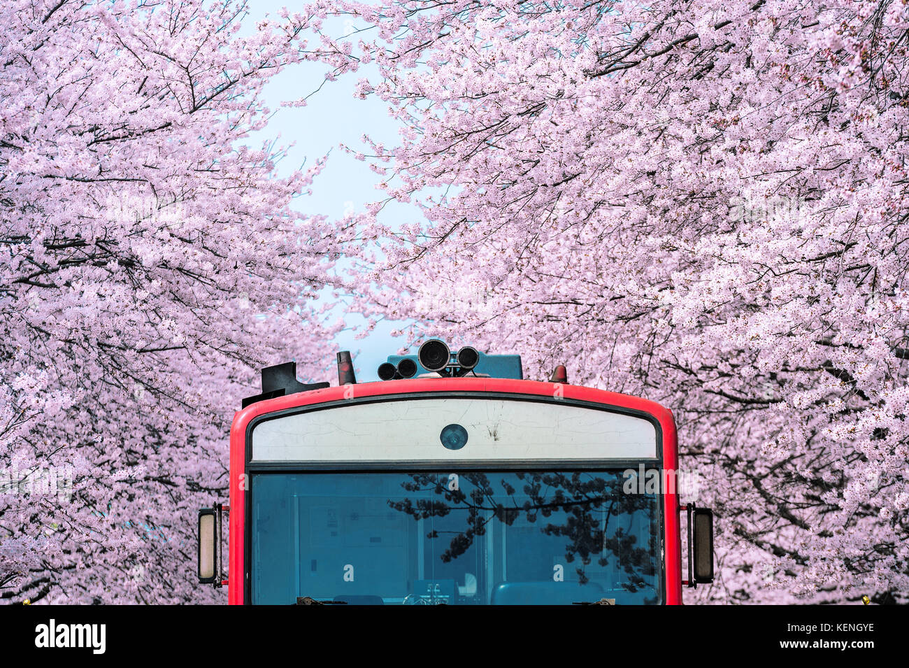 Detail Foto Foto Bunga Sakura Di Korea Nomer 14