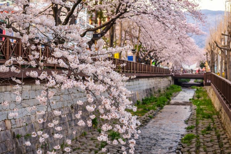 Download Foto Foto Bunga Sakura Di Korea Nomer 3