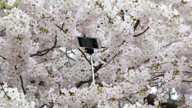 Download Foto Foto Bunga Sakura Di Korea Nomer 36