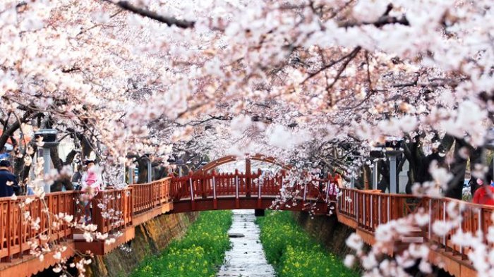 Detail Foto Foto Bunga Sakura Di Korea Nomer 38