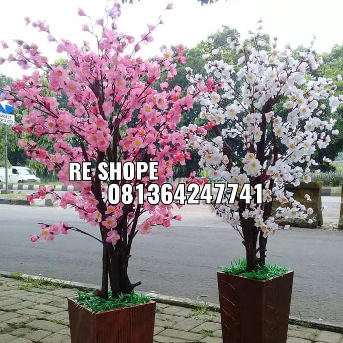 Download Foto Foto Bunga Sakura Putih Nomer 29