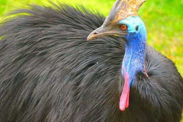 Detail Foto Foto Burung Nomer 41