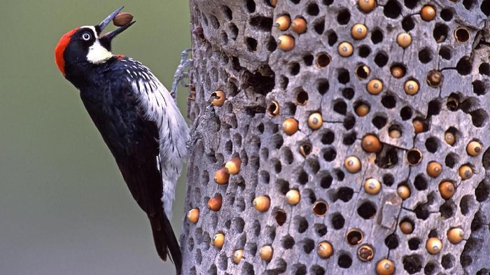 Detail Foto Foto Burung Nomer 47