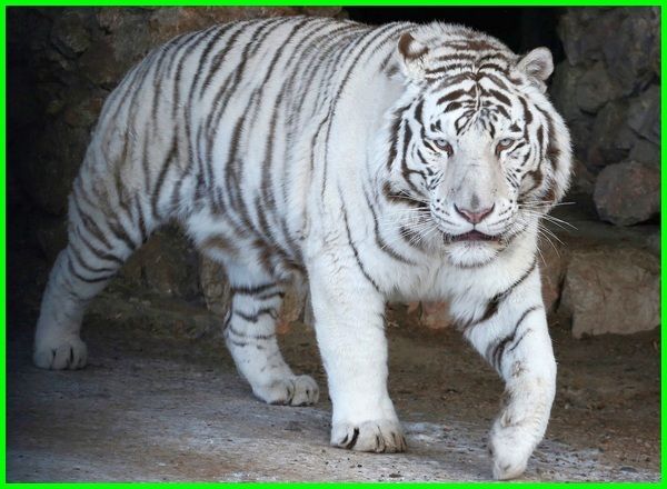 Detail Foto Foto Harimau Putih Nomer 7