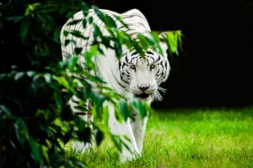 Detail Foto Foto Harimau Putih Nomer 9