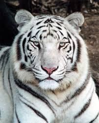 Detail Foto Foto Harimau Putih Nomer 10