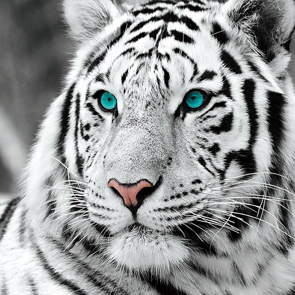 Detail Foto Foto Harimau Putih Nomer 16