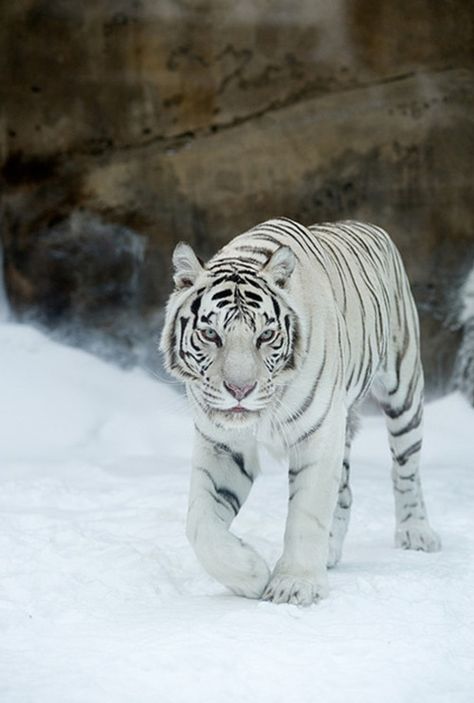 Detail Foto Foto Harimau Putih Nomer 18