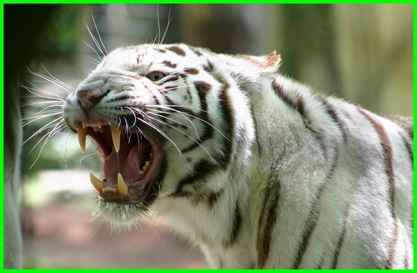 Detail Foto Foto Harimau Putih Nomer 21