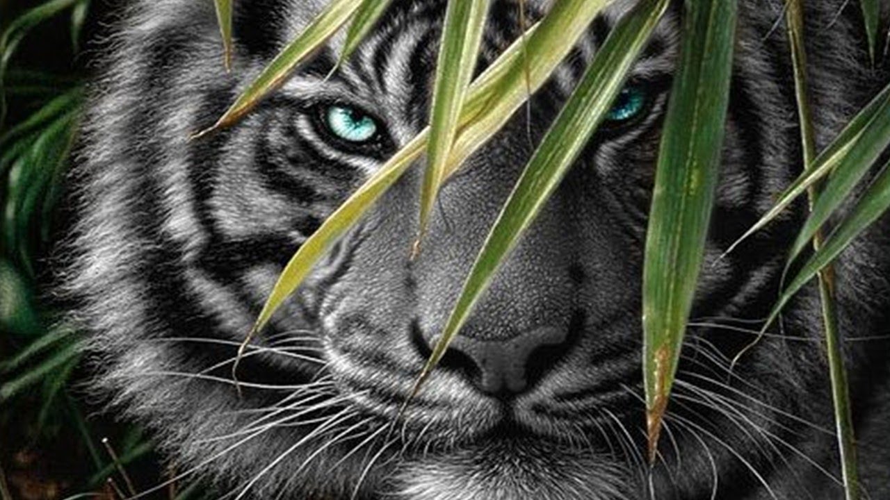 Detail Foto Foto Harimau Putih Nomer 22