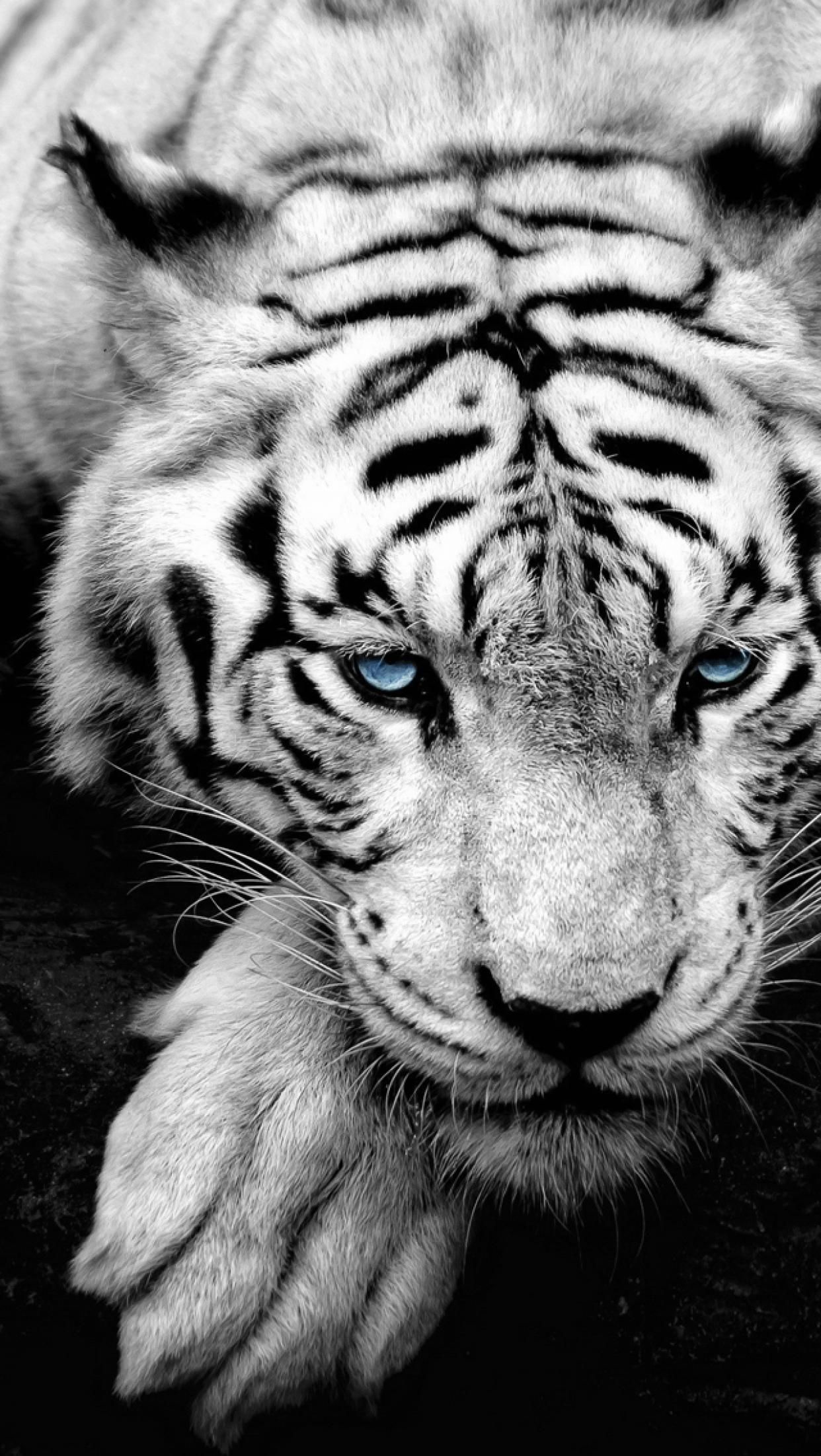 Detail Foto Foto Harimau Putih Nomer 24