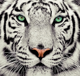 Foto Foto Harimau Putih - KibrisPDR