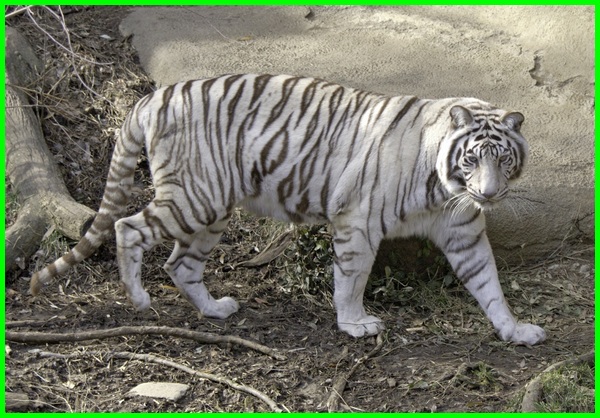 Detail Foto Foto Harimau Putih Nomer 30