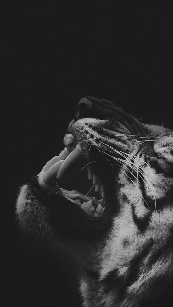Detail Foto Foto Harimau Putih Nomer 32