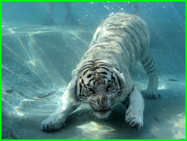 Detail Foto Foto Harimau Putih Nomer 37