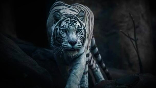 Detail Foto Foto Harimau Putih Nomer 40