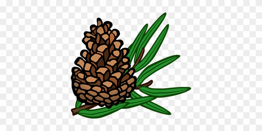 Detail Pine Cone Png Nomer 10