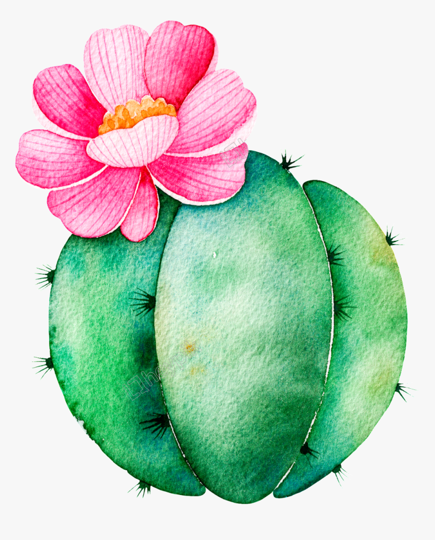 Detail Round Cactus Png Nomer 3