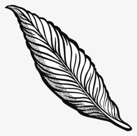 Transparent Feather - KibrisPDR