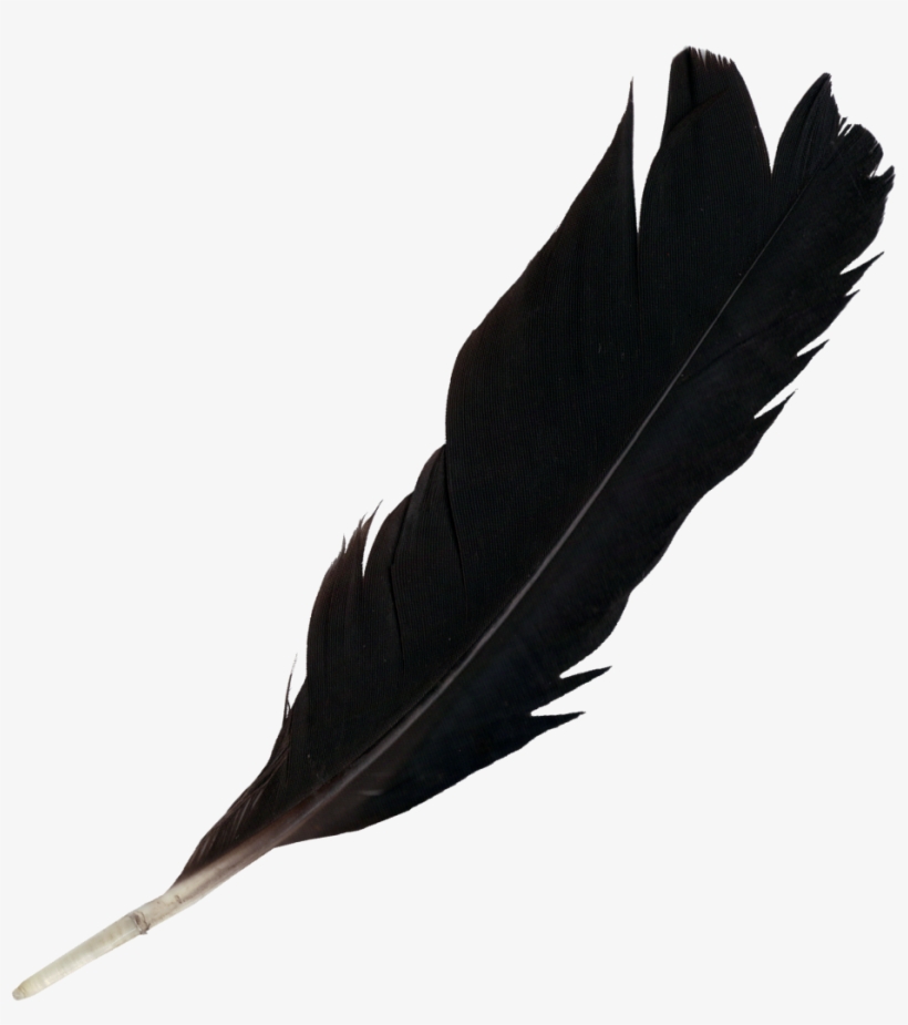 Detail Transparent Feather Nomer 15