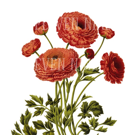 Detail Bilder Vintage Blumen Nomer 6