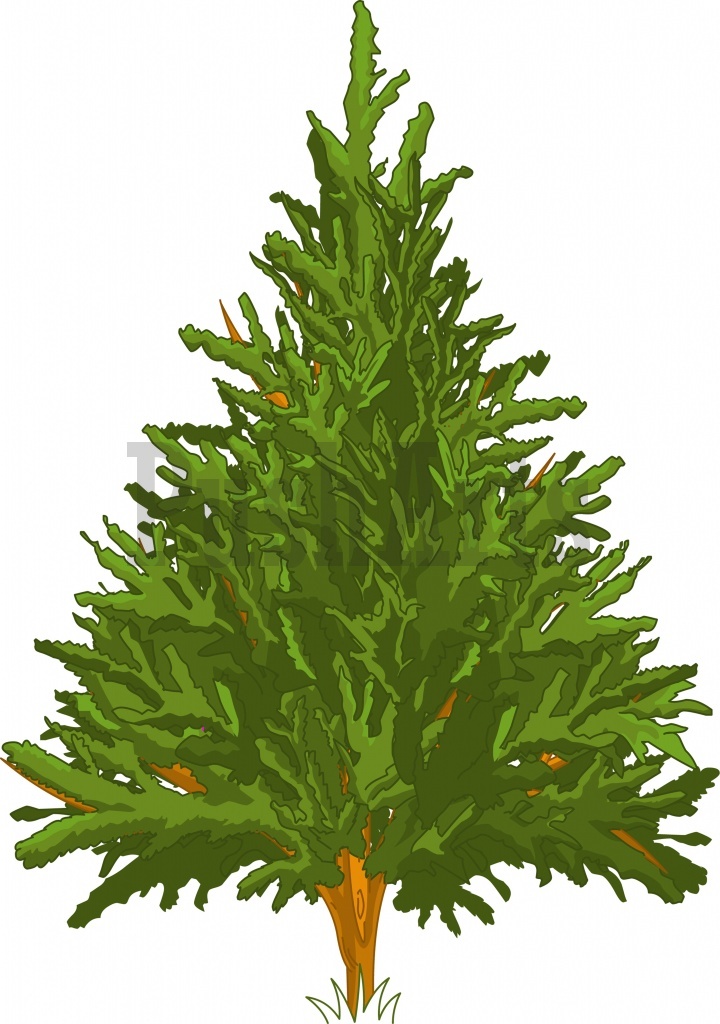 Detail Cypress Tree Clipart Nomer 12