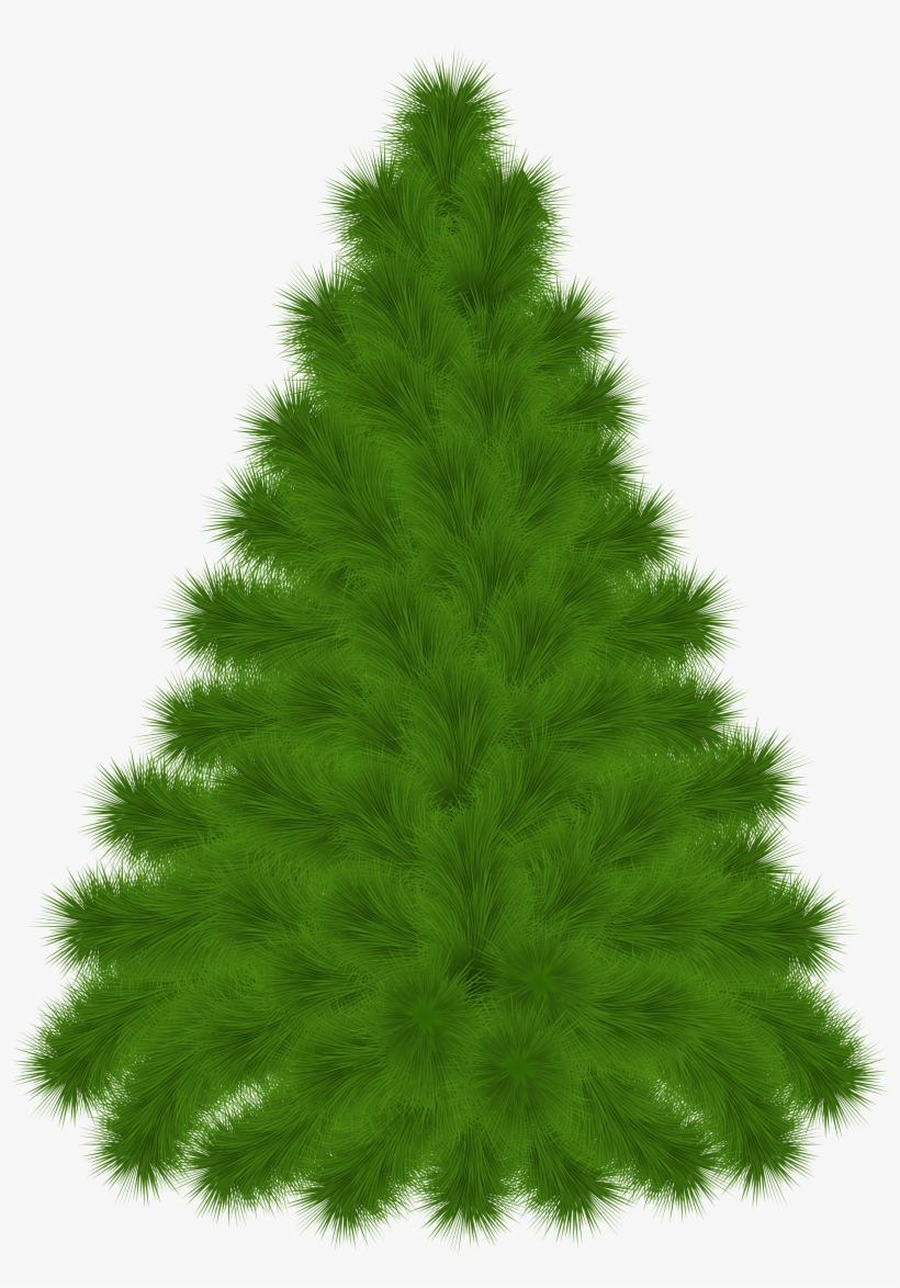 Detail Cypress Tree Clipart Nomer 13