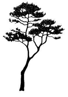 Detail Cypress Tree Clipart Nomer 14