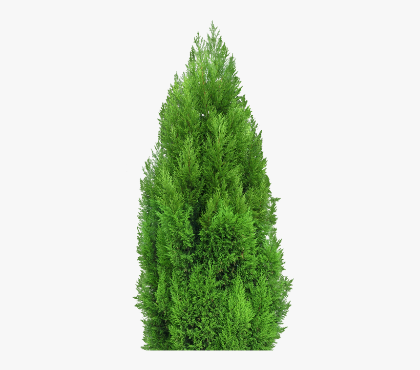 Detail Cypress Tree Clipart Nomer 20