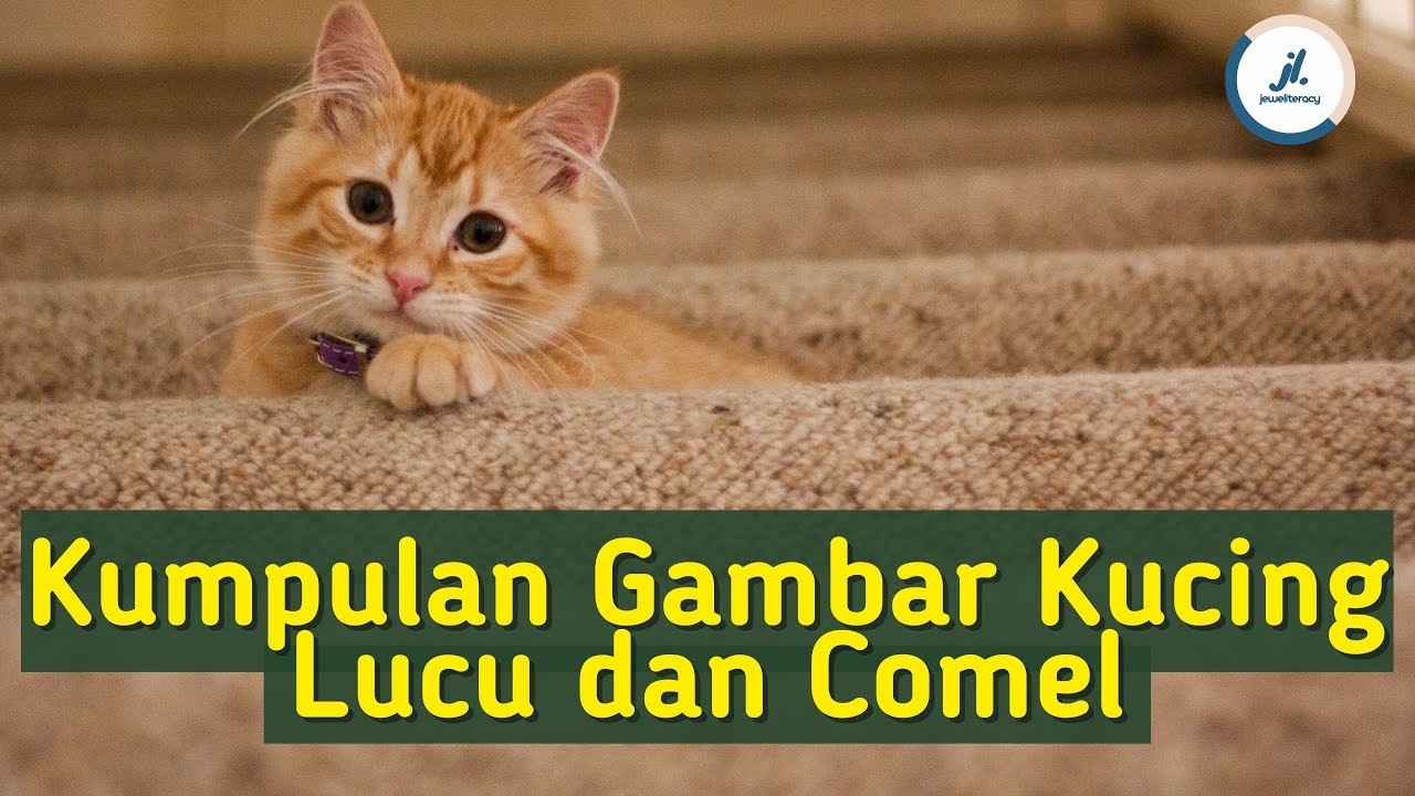 Detail Foto Foto Kucing Lucu Dan Menggemaskan Nomer 29