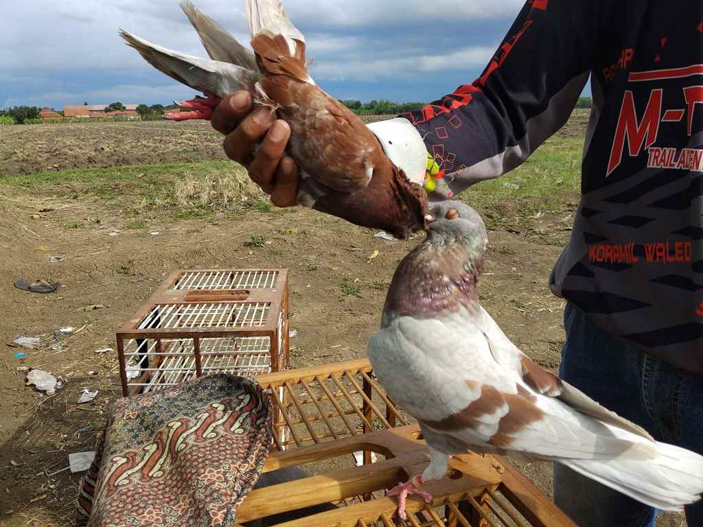 Detail Foto Foto Merpati Balap Nomer 26