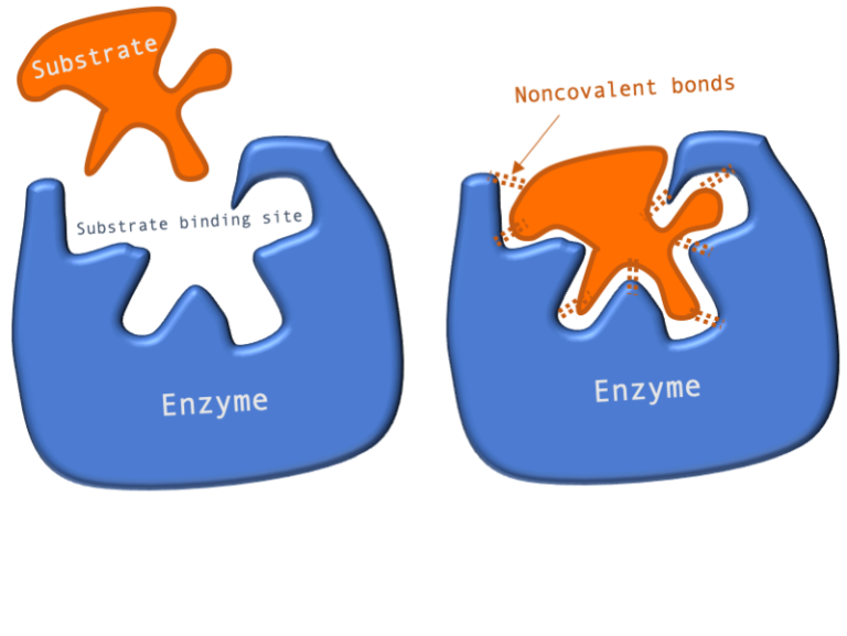 Detail Enzyme Cartoon Nomer 6