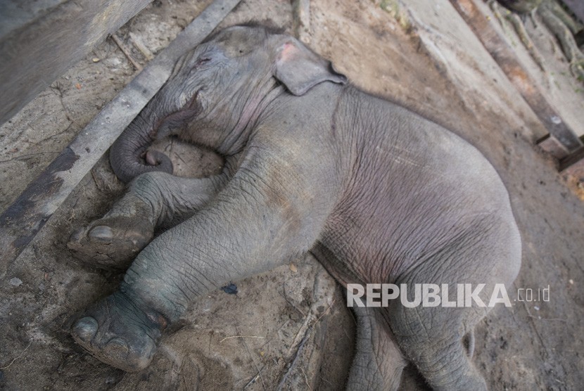 Detail Foto Gajah Lucu Nomer 37