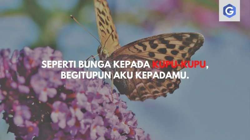 Detail Foto Gambar Bunga Dan Kata Romantis Nomer 26