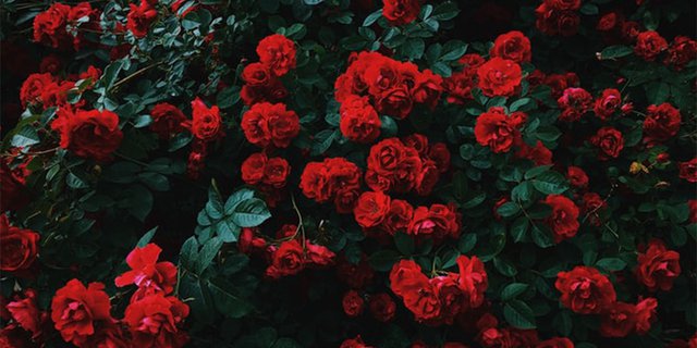 Detail Foto Gambar Bunga Dan Kata Romantis Nomer 45